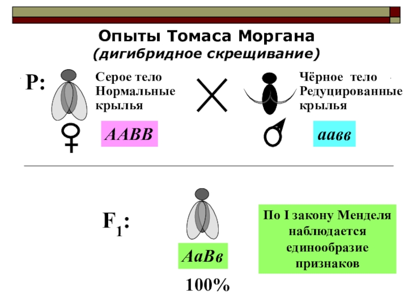 Презентация на тему наследование