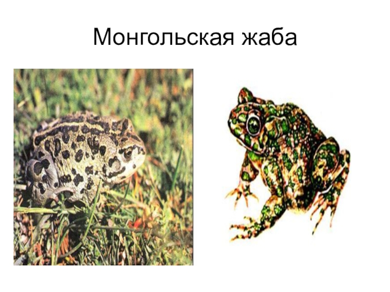 Монгольская жаба рисунок