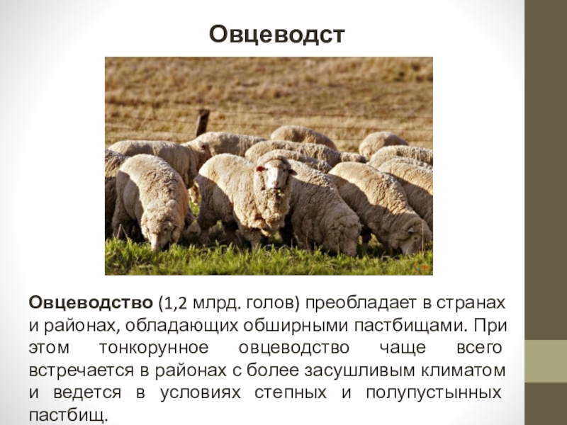 Животноводство 3. Овцеводство преобладает. Овцеводство в нашем крае. Овцеводство презентация 3 класс. Овцеводство районы размещения в мире.