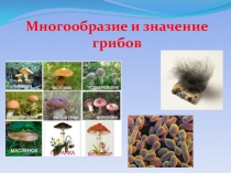 Презентация по биологии на тему Многообразие и значение грибов ( 5 класс)