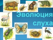 Эволюция органа слуха