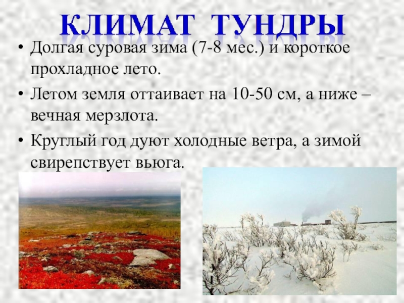 Понятие тундра. Какой климат в тундре. Климат зима лето увлажнение тундры. Климатические условия тундры в России. Климат тундры летом.