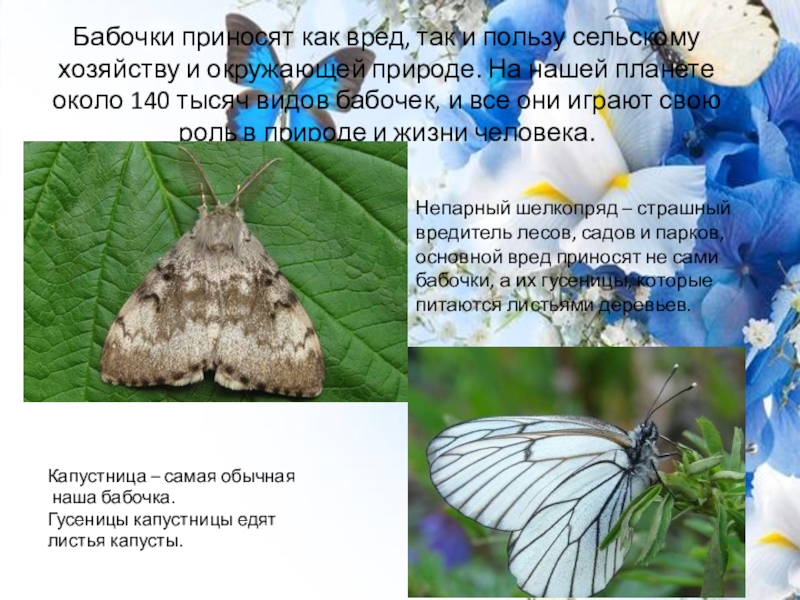 Какой вред бабочек. Вредные бабочки. Бабочки приносящие пользу в природе. Польза бабочек. Вред бабочек.