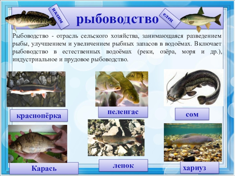 Охота и рыбное хозяйство 8 класс география презентация