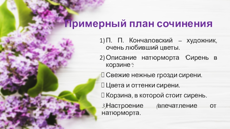 Размеры сирени в плане