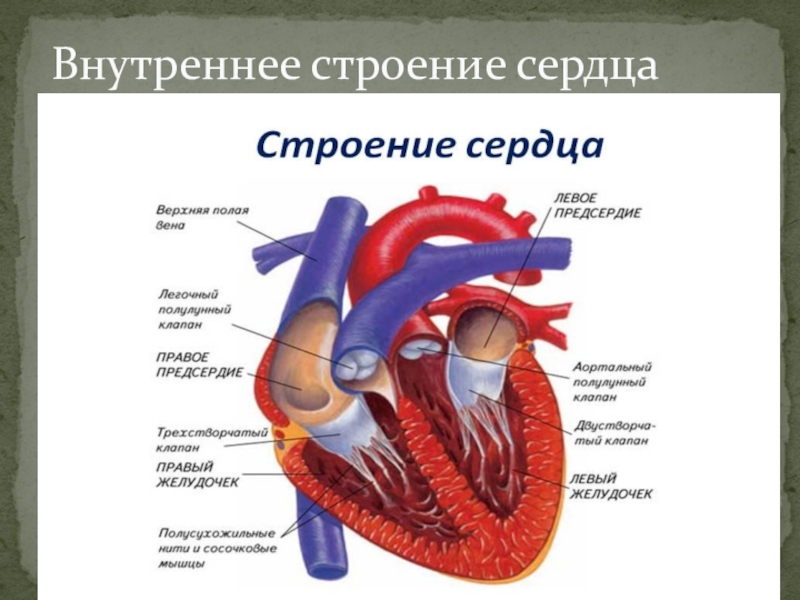 Изучить строение сердца камеры клапаны оболочки зарисовать и подписать схему строения сердца