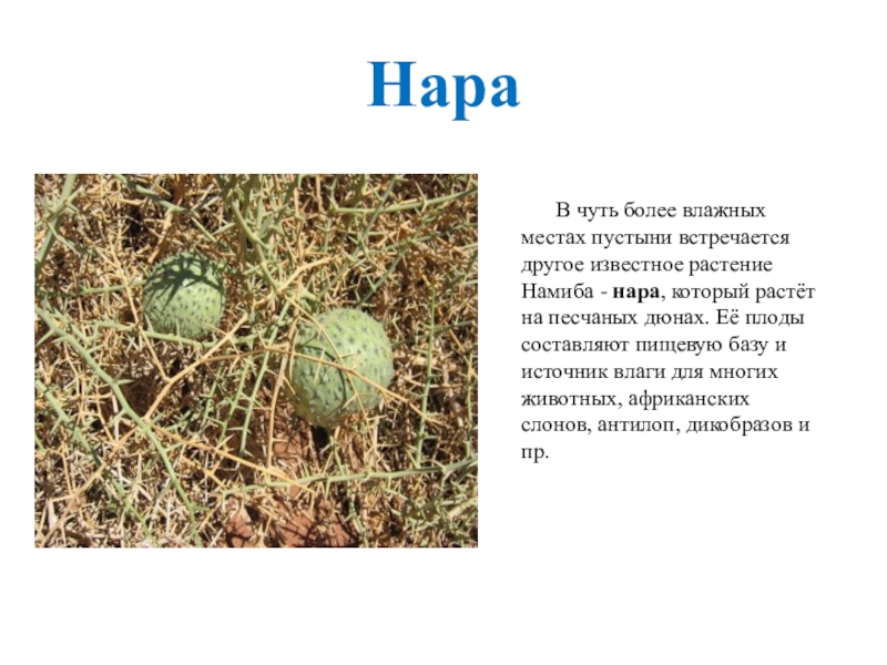 Имя нара. Нара растение. Нара растение пустыни. Растение Нара Африка. Нара дыня пустыни.