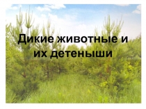 Презентация Дикие животные для занятия в 1 младшей группе