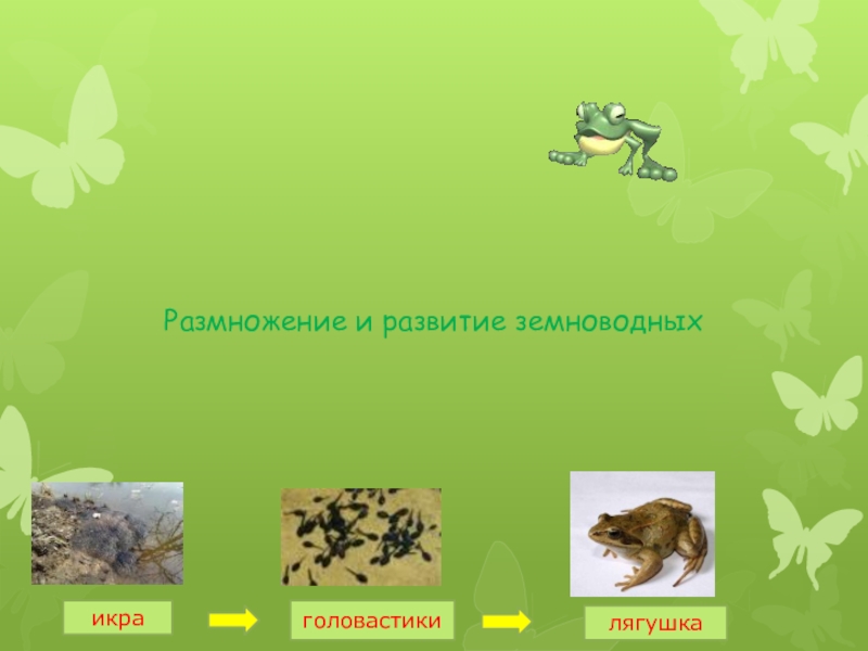 Размножение развитие животных 3 класс окружающий мир. Размножение и развитие животных загадки. Развитие животных 3 класс окружающий мир лягушка. Размножение и развитие животных текст. Размножение и развитие лягушек животных 3 класс окружающий мир.