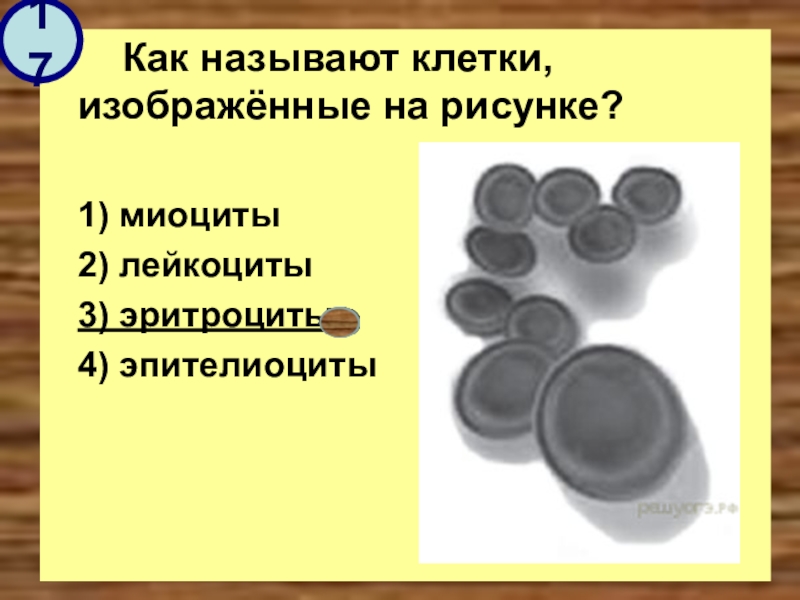 Как называют клетки изображенные на рисунке. Как называют клетки, изображённые на рисунке?. Как называется клетка, изображённая на рисунке?. Как называют клетки изображённые на рисунке миоциты лейкоциты. Миоциты лейкоциты эритроциты эпителиоциты.