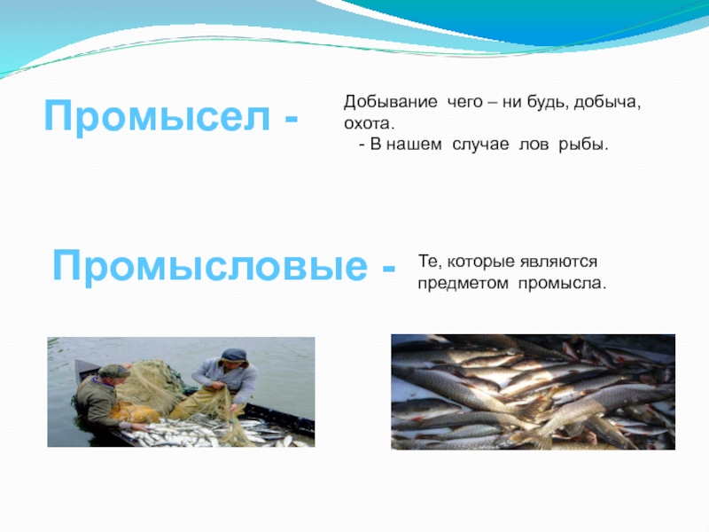 Презентация Презентация по биологии 7 класс рыболовство промысловое значение рыб