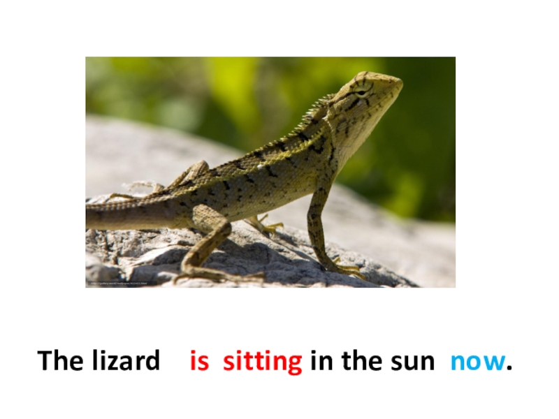 Look the lizard in the sun