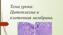 Презентация по Биологии цитология и мембрана