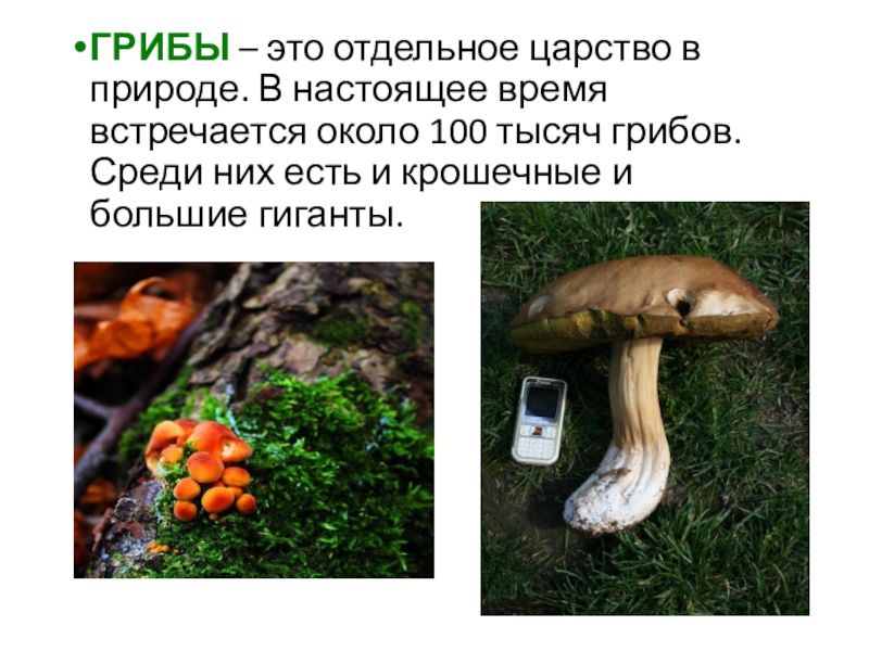 Активный образ жизни относится к грибам