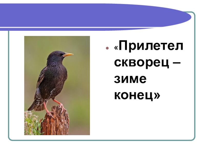 Наш добрый сосед скворец 1 класс презентация