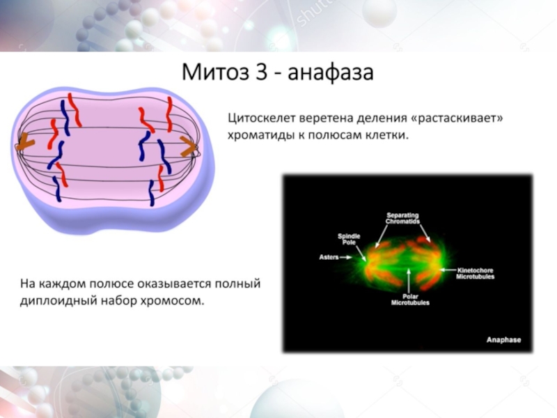 Биология 9 класс митоз презентация 9 класс