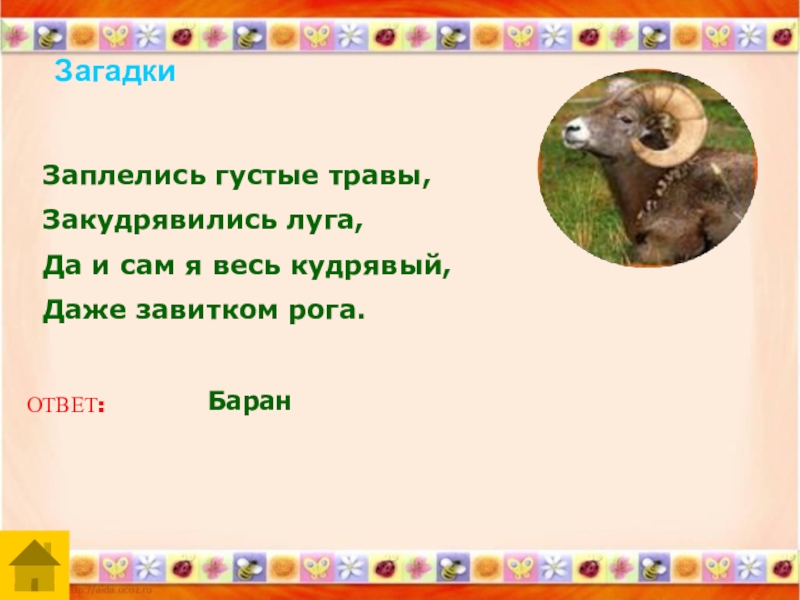 Загадка баран. Заплелись густые травы Закудрявились Луга. Закудрявились Луга да и сам я весь кудрявый. Загадка ответ рога. Загадка про рога.