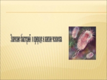 Презентация по биологии на тему: Значение бактерий в природе и жизни человека