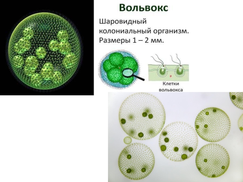 Колониальные организмы это. Вольвокс царство. Генеративные клетки вольвокса. Колониальные жгутиконосцы вольвокс. Клетки колонии вольвокса.