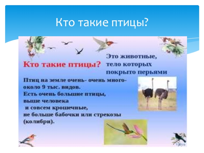 Кто такие птицы 1 класс презентация