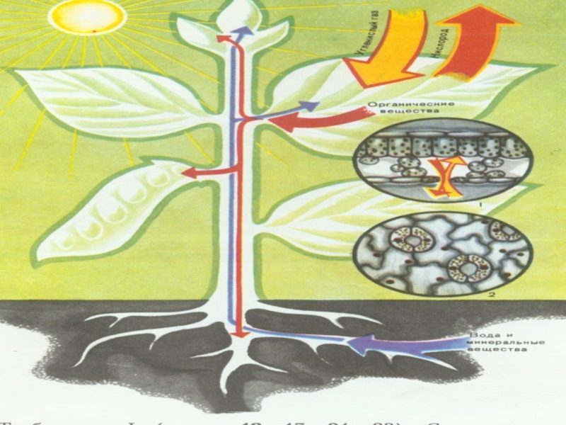 Место образования органических веществ в растении. Рисунки по фотосинтезу. Фотосинтез рисунок. Фотосинтез растений рисунок. Фотосинтез схема.