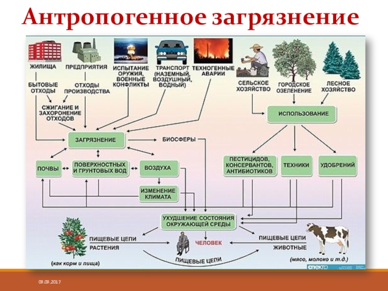 Влияние антропогенной деятельности. Антропогенные факторы окружающей среды. Схема антропогенного воздействия на окружающую среду. Влияние антропогенных факторов на окружающую среду. Антропогенные факторы загрязнения.