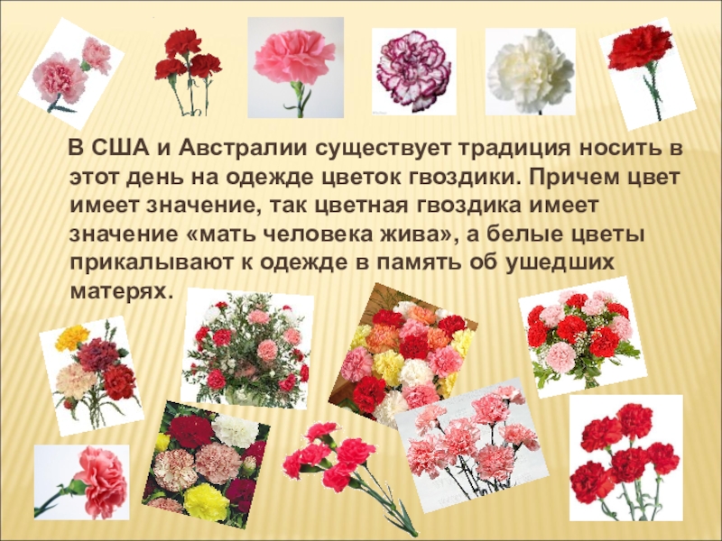 Какой цветок символ любви мамы к детям. Гвоздика на одежде. Символика гвоздики в Японии. Гвоздика Япония день матери. Традиция носить гвоздику.