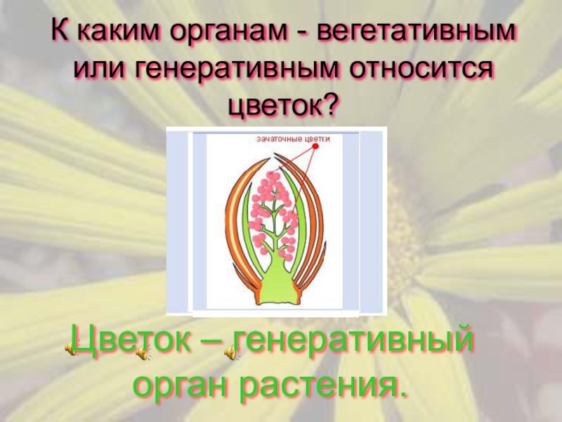 Генеративными органами цветка являются. К генеративным органам относят. Цветок относится к вегетативным органам генеративного органа. Цветок относят к генеративным органам?. Цветок относят к вегетативным или генеративным.