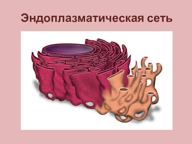 Эндоплазматическая сеть. Строение клетки гранулярная эндоплазматическая сеть. Эндоплазматическая сеть биология 9 класс. Гладкий ЭПС ретикулум. Строение гладкой эндоплазматической сети клетки.