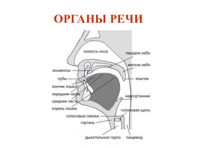 Строение артикуляционного аппарата презентация