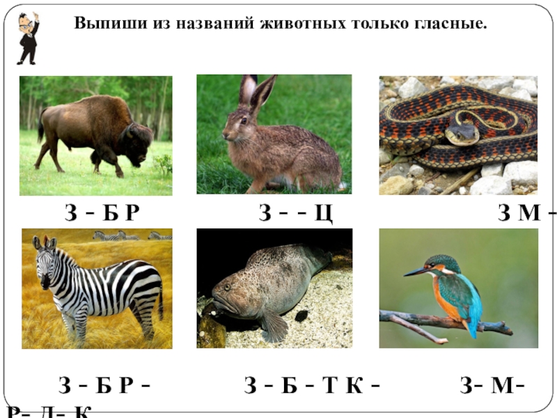 Название зверька две буквы но три звука. Звери на букву з. Животное на букву з. Названия животных с буквой з. Назови всех животных на букву з.