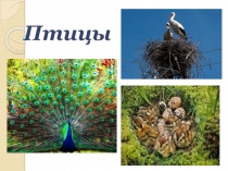 Презентация к уроку обобщения по теме Птицы