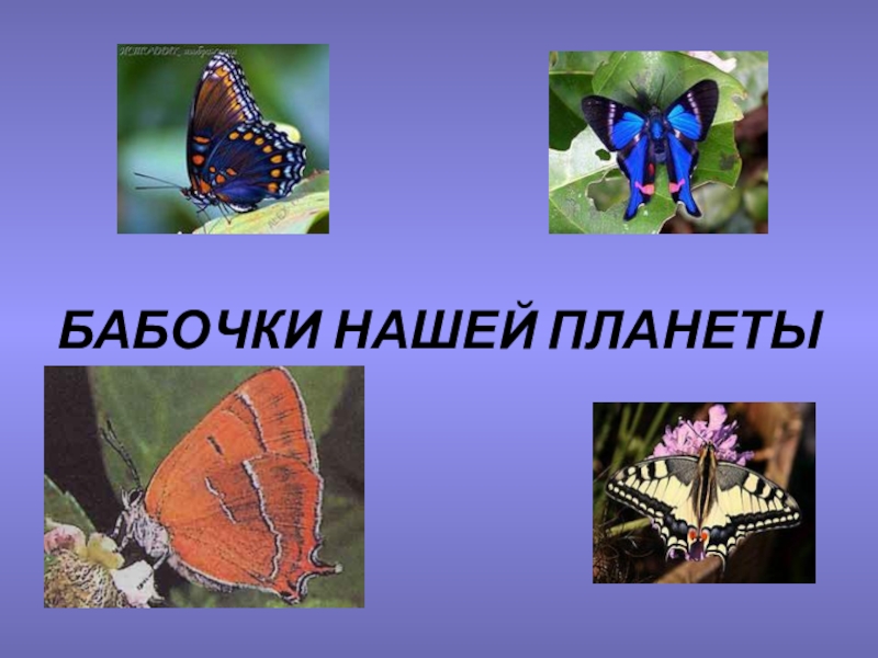 Презентация Презентация по окружающему миру на тему Бабочки нашей планеты
