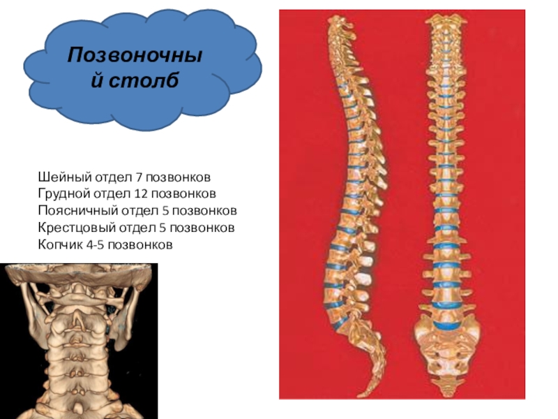 Позвоночный столб отделы. Позвоночный столб. Позвоночник столб. Позвоночный столб шейный отдел.