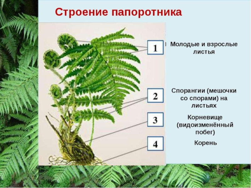 Представитель какого отдела показан на рисунке 1 папоротниковидные