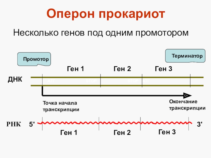 У прокариот отсутствуют. Структура генов прокариот оперон. Структура промотора прокариот. Структура Гена прокариот схема. Структура Гена прокариот и эукариот.