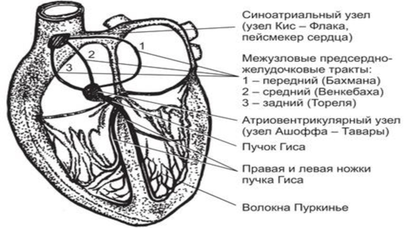 Проводящая система сердца презентация анатомия