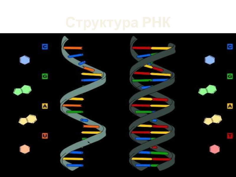 Рнк ростов. Структура молекулы РНК. РНК одноцепочечная молекула. Строение РНК. Модель РНК.