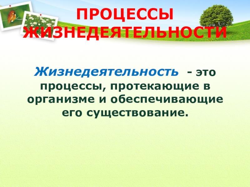 Окружающая среда и здоровье человека презентация 8 класс пасечник