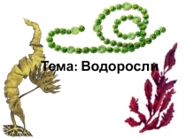 Водоросли