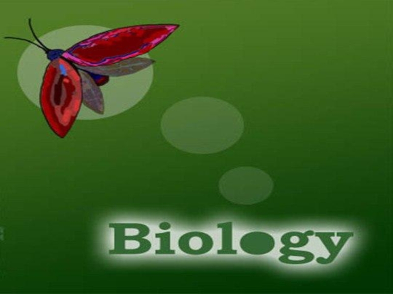 Презентация Презентация по биологии: Урок - игра Моллюски