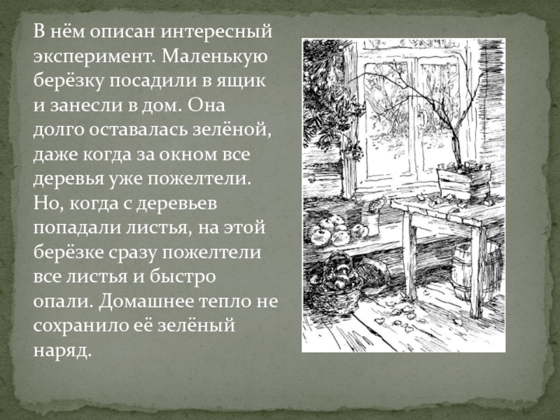 В нём описан интересный эксперимент. Маленькую берёзку посадили в ящик и занесли в дом. Она долго оставалась