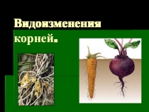 Презентация по биологии на тему  Видоизменения корней.