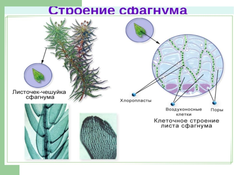 Ткани мхов. Срез листа сфагнума. Строение стебля сфагнума. Строение стебля мха сфагнума. Сфагнум болотный строение.