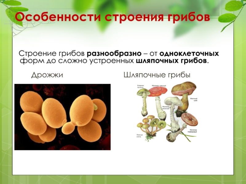 Каковы особенности строения тела гриба. Строение одноклеточных грибов 7 класс. Особенности строения грибов 5 класс биология. Строение гриба. Строение одноклеточных грибов.