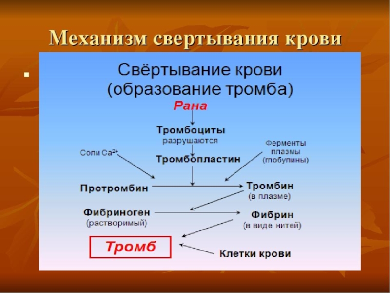 Схема свертывания крови 8 класс биология