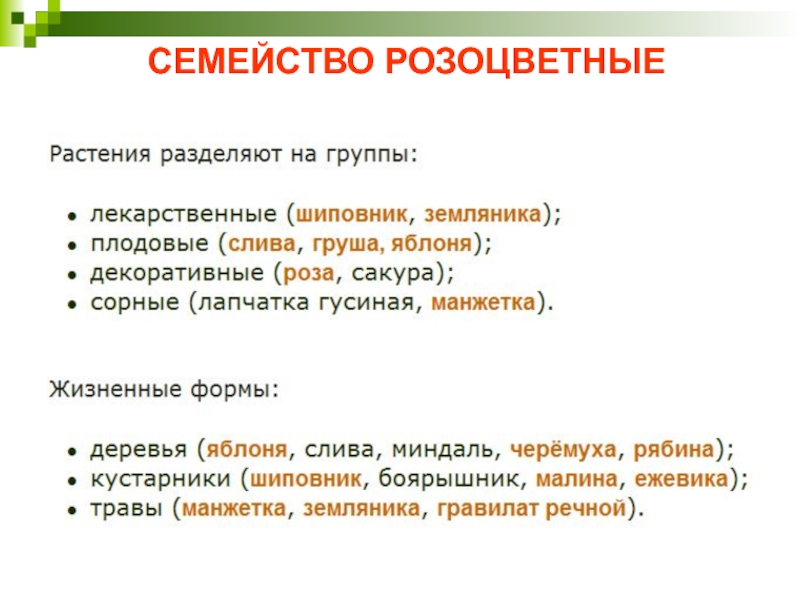 СЕМЕЙСТВО РОЗОЦВЕТНЫЕМногообразие и жизненные формы: