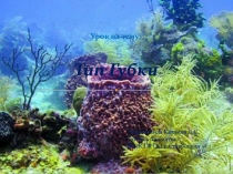 Урок. Презентация. Ботаника. Тип Губки