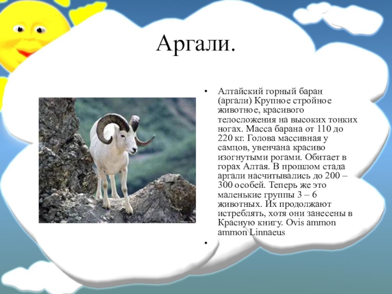 Доклад по теме Алтайский горный баран