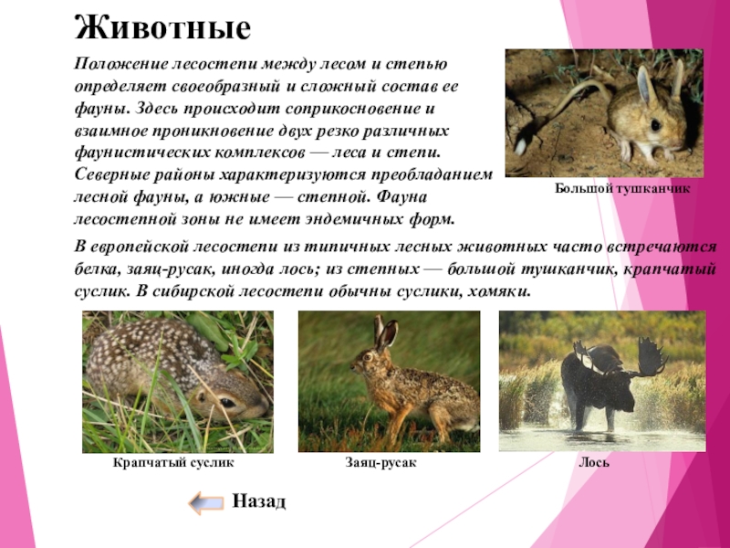 Какие животные обитают в лесостепях и степях. Природные зоны России степи и лесостепи. Таблица природные зоны России лесостепи. Животные лесостепи. Типичные животные лесостепи.